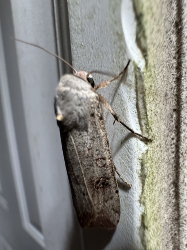 cheeseravioli3's Profile · iNaturalist