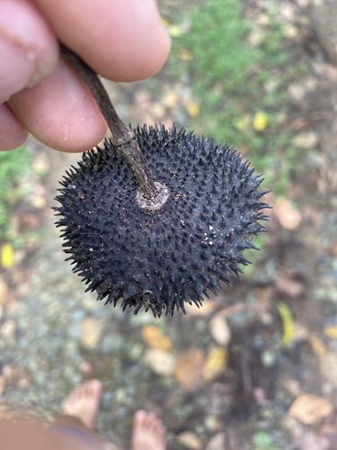 Apeiba membranacea Spruce ex Benth.