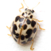 Twenty-spotted Lady Beetle - Photo (c) Brandon Woo, all rights reserved, uploaded by Brandon Woo