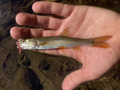 Sacramento Pikeminnow