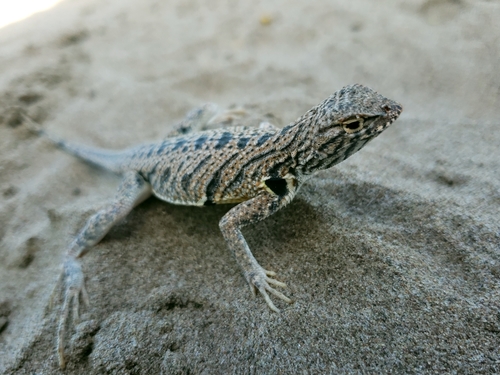 Fringe-toed Sand Lizard