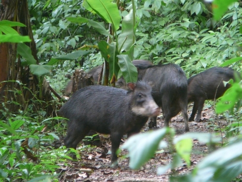 White-lipped Peccary