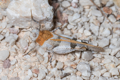 Scarlet Band-winged Grasshopper