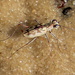 Sandbar Tiger Beetle - Photo (c) Ed Corey, all rights reserved, uploaded by Ed Corey