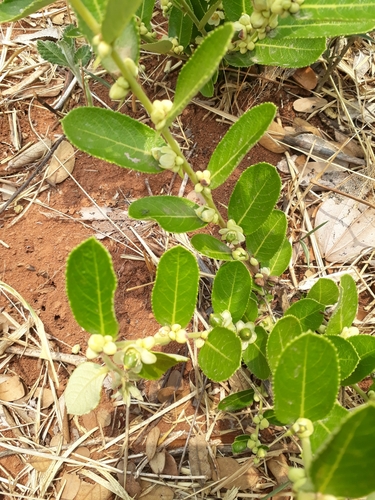 Casearia altiplanensis