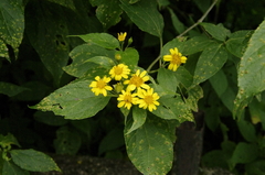 Image of Lasianthaea fruticosa