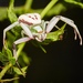 White-banded Crab Spider - Photo (c) macrobrice, all rights reserved, uploaded by macrobrice