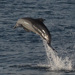 Arabian Common Dolphin - Photo (c) Abhishek Jamalabad, all rights reserved, uploaded by Abhishek Jamalabad