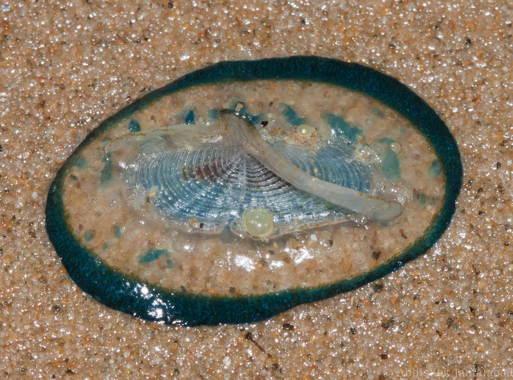 Genus Velella · iNaturalist