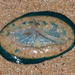 Velella - Photo (c) Abhishek Jamalabad, all rights reserved, uploaded by Abhishek Jamalabad