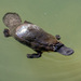 Platypus - Photo (c) Julien Rouard - Dreamtime Nature Photography, all rights reserved, uploaded by Julien Rouard - Dreamtime Nature Photography