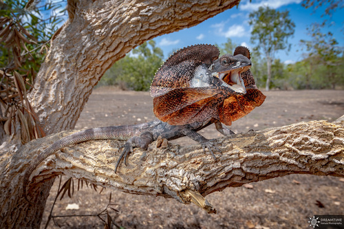 Frilled Dragon - Photo (c) Julien Rouard - Dreamtime Nature Photography, all rights reserved, uploaded by Julien Rouard - Dreamtime Nature Photography