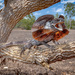 Frilled Lizard - Photo (c) Julien Rouard - Dreamtime Nature Photography, all rights reserved, uploaded by Julien Rouard - Dreamtime Nature Photography