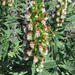 Echium virescens - Photo (c) Kristian, all rights reserved, uploaded by Kristian