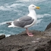 Western Gull - Photo (c) Mack Brown, all rights reserved, uploaded by Mack Brown