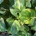 Golden Pothos - Photo (c) Alex Ambrioso, all rights reserved, uploaded by Alex Ambrioso
