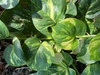 Golden Pothos - Photo (c) Alex Ambrioso, all rights reserved, uploaded by Alex Ambrioso