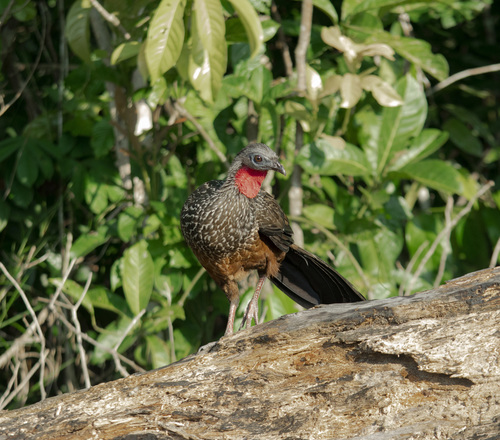 Spix's Guan