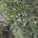 Chinese Juniper - Photo (c) HUANG QIN, all rights reserved, uploaded by HUANG QIN