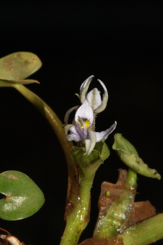 Heteranthera pumila