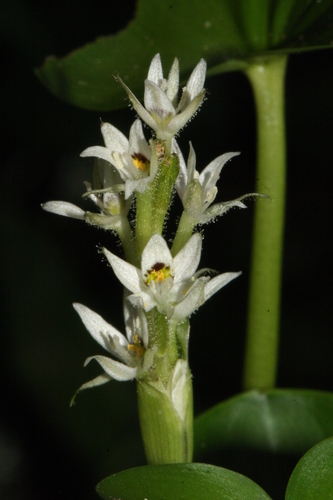Heteranthera reniformis