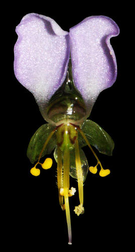 Aneilema beniniense