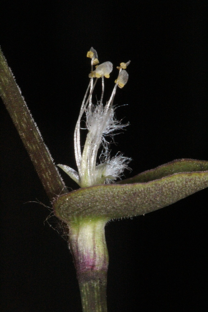 Callisia repens