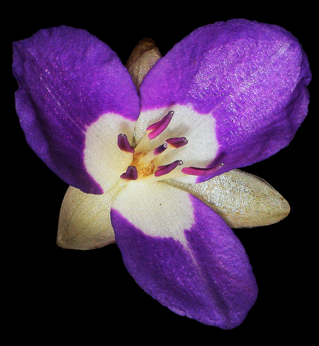 Dichorisandra forzzae
