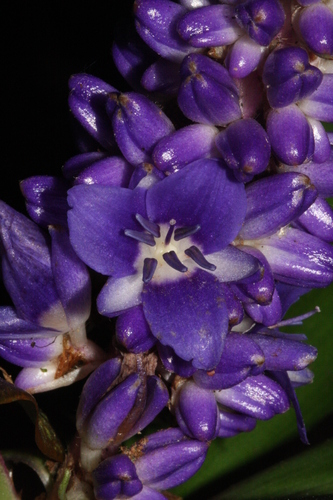 Dichorisandra gaudichaudiana