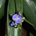 Dichorisandra penduliflora - Photo (c) Marco Pellegrini, all rights reserved, uploaded by Marco Pellegrini