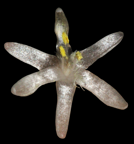 Palisota bracteosa C.B.Clarke