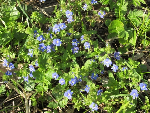 Creeping Speedwell