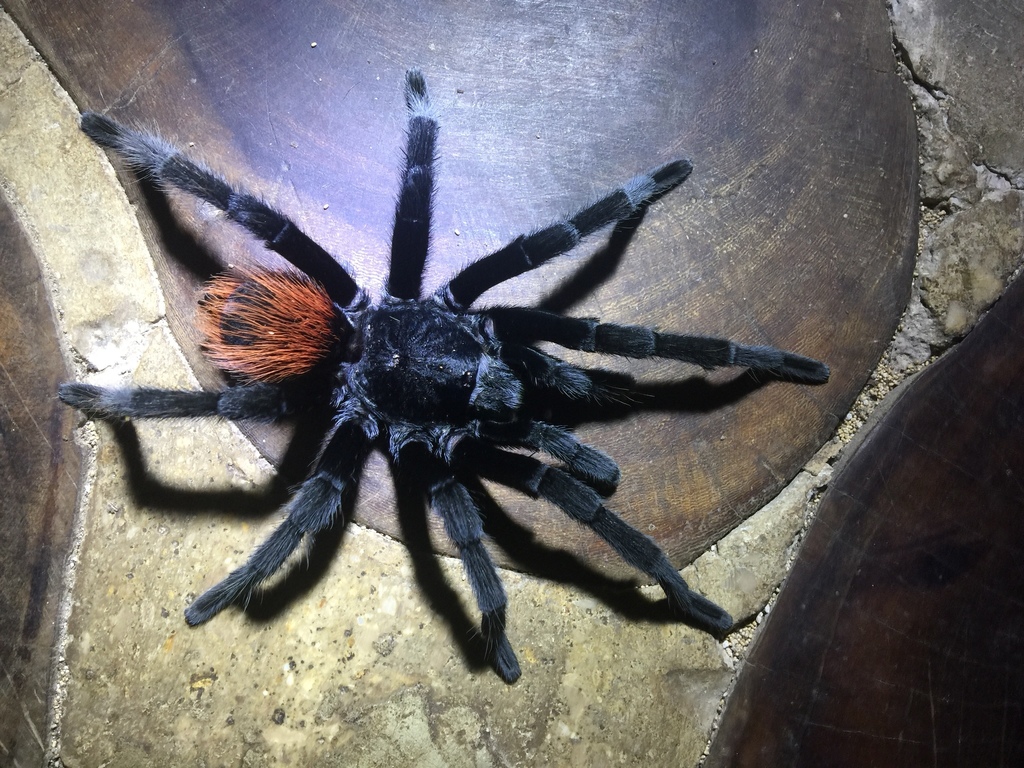 Tarántulas Cadera Roja (género Tliltocatl) · iNaturalist