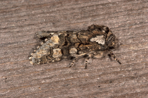 Psaphida thaxterianus Grote, 1874