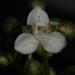 Callisia glandulosa - Photo (c) Marco Pellegrini, todos los derechos reservados, uploaded by Marco Pellegrini