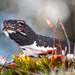 Spectacled Salamanders - Photo (c) Frank Walther, all rights reserved, uploaded by Frank Walther