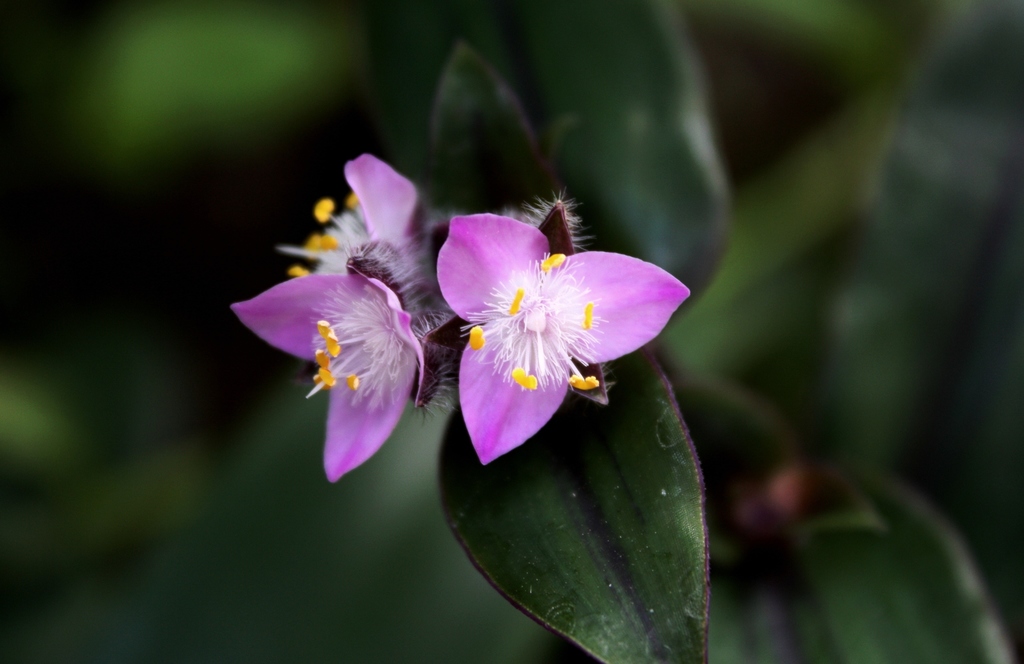 Tradescantia cerinthoides