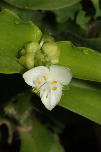 succulent spiderwort (Tradescantia crassula)