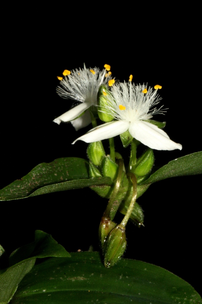 Tradescantia fluminensis