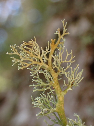 Globe Ball Lichen