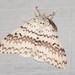 Lymantria brotea - Photo (c) Roger C. Kendrick, todos los derechos reservados, subido por Roger C. Kendrick
