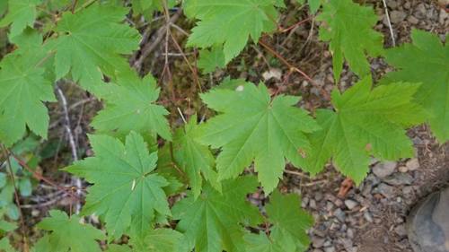 Vine Maple