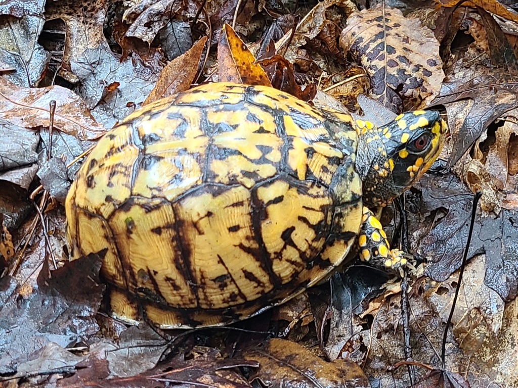 Eastern Box Turtle in October 2020 by Whitney Larkin · iNaturalist