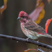 Eastern Purple Finch - Photo (c) Norma Maurice, all rights reserved, uploaded by Norma Maurice