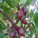 Cacao Tree - Photo (c) Justinne Lake Jedzinak, all rights reserved