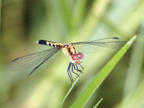 Little Blue Dragonlet