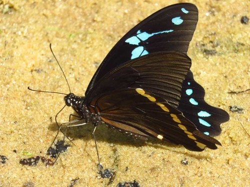 Narrow Green-banded Swallowtail