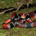 False Coral Snake - Photo (c) Esteban Alzate Basto, all rights reserved, uploaded by Esteban Alzate Basto