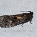 Cryptaspasma - Photo (c) Roger C. Kendrick, all rights reserved, uploaded by Roger C. Kendrick