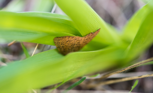 iNaturalist observation photo of Geometer Moths